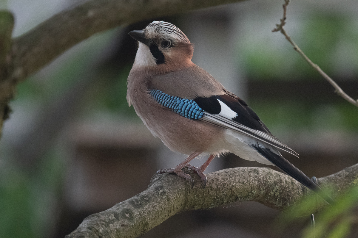 Gaai (Garrulus glandarius)